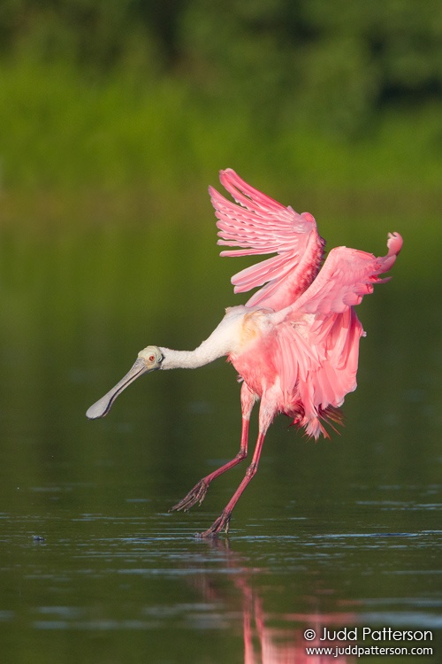 Roseate Spoonbill, Everglades National Park, Florida, United States