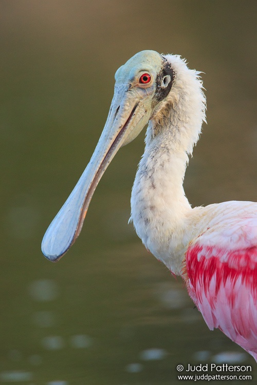 Roseate Spoonbill, Everglades National Park, Monroe County, Florida, United States
