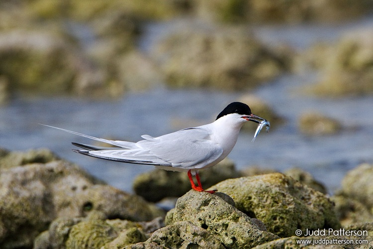 Roseate Tern, Dry Tortugas National Park, Florida, United States