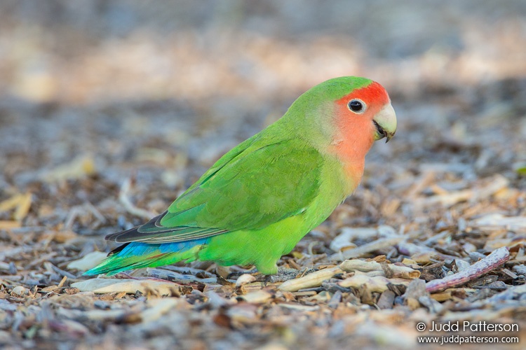 Rosy-faced Lovebird, Gilbert Water Ranch, Phoenix, Arizona, United States