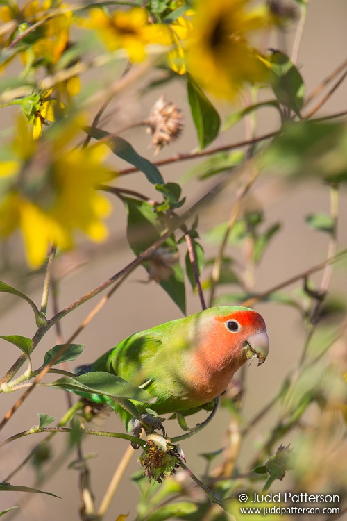 Rosy-faced Lovebird, Gilbert Water Ranch, Phoenix, Arizona, United States