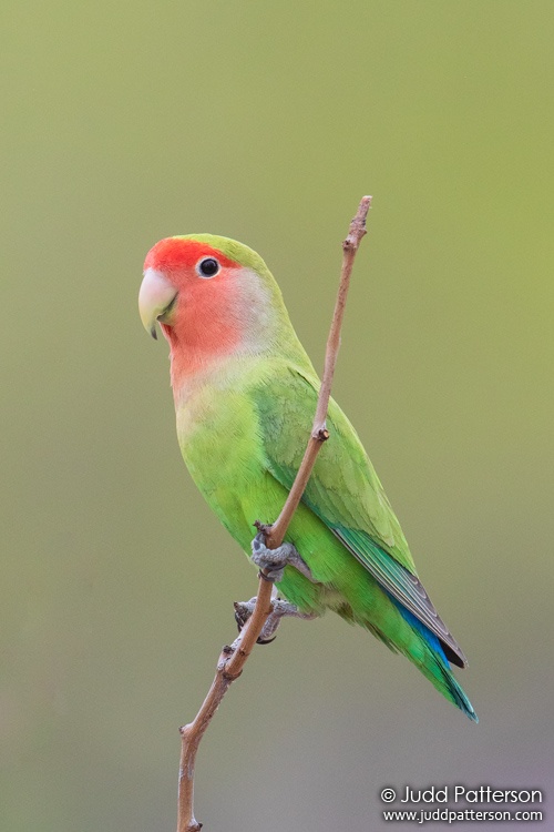Rosy-faced Lovebird, Steele Indian School Park, Phoenix, Arizona, United States