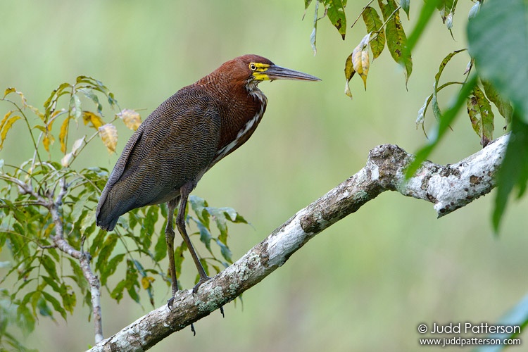 Rufescent Tiger-Heron, Ammo Dump Pond, Gamboa, Panama