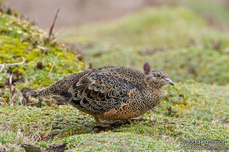 Rufous-bellied Seedsnipe, Papallacta Pass, Ecuador