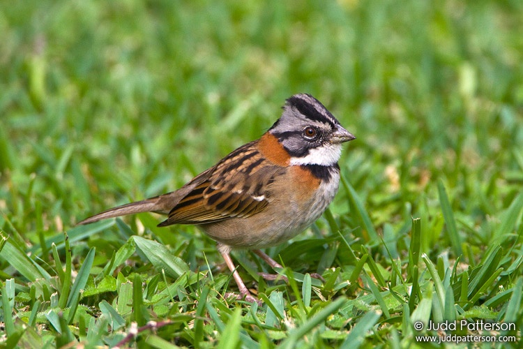 Rufous-collared Sparrow, Hotel Bougainvillea, Heredia, Costa Rica