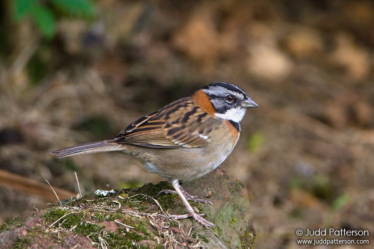 Rufous-collared Sparrow, Hotel Bougainvillea, Heredia, Costa Rica