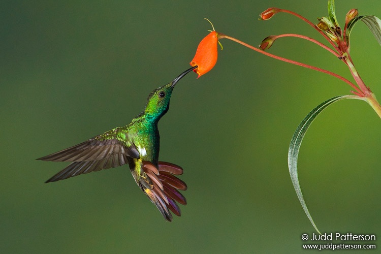 Green-breasted Mango, Rancho Naturalista, Cartago, Costa Rica