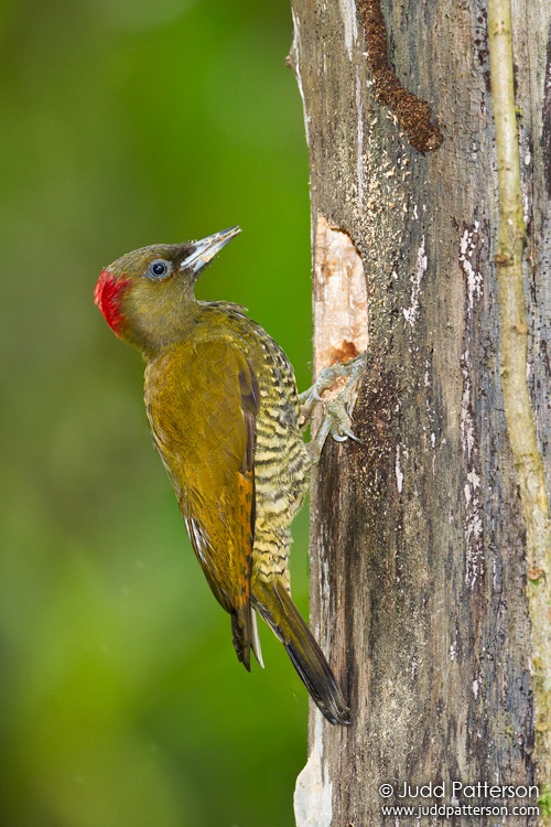 Rufous-winged Woodpecker, La Selva Biological Station, Heredia, Costa Rica