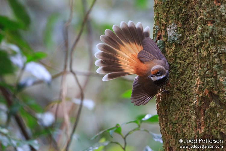 Rufous Fantail, Lamington National Park, Queensland, Australia