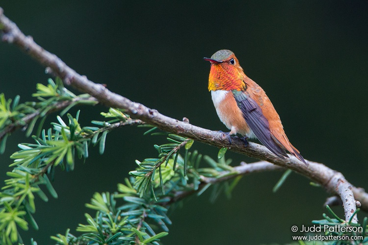 Rufous Hummingbird, Forks, Washington, United States