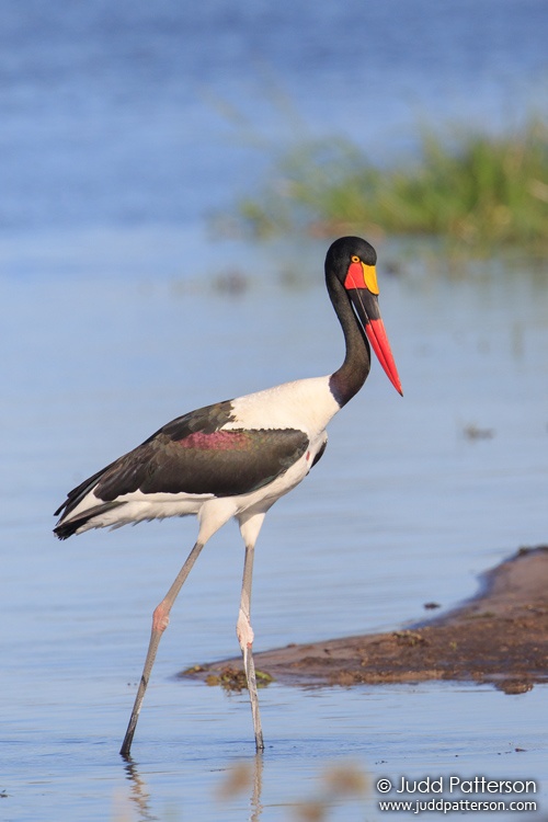 Saddle-billed Stork, Khwai, Botswana