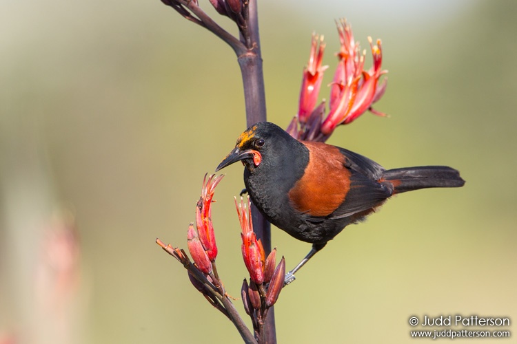 North Island Saddleback, Tiritiri Matangi Island, New Zealand