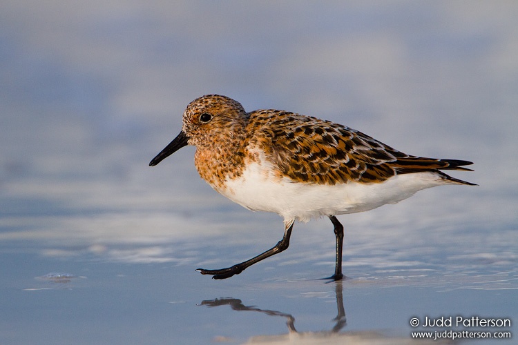 Sanderling, Fort De Soto Park, Florida, United States