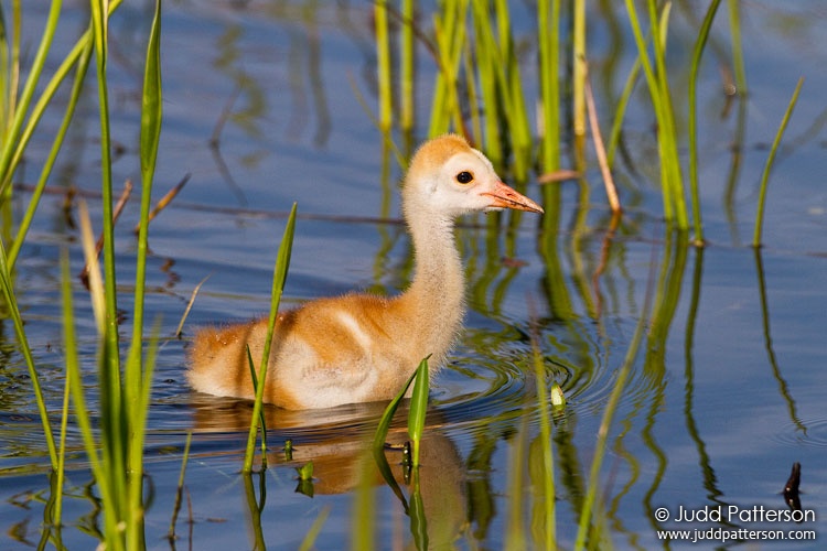 Sandhill Crane, Manatee County, Florida, United States