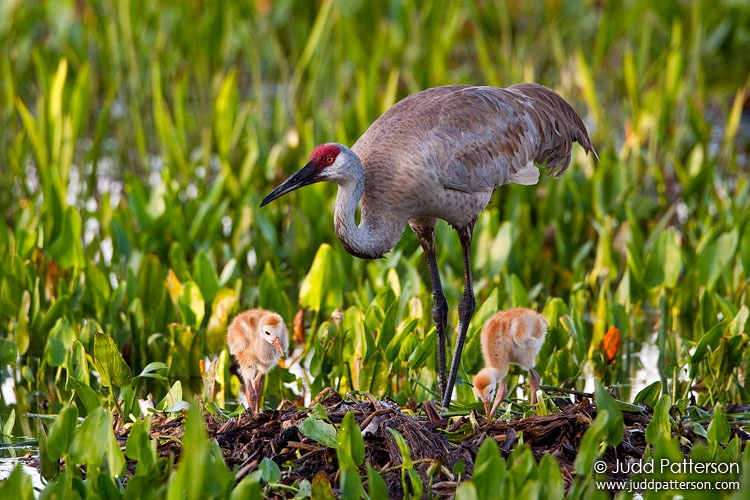 Sandhill Crane, Manatee County, Florida, United States