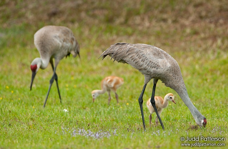 , Manatee County, Florida, United States