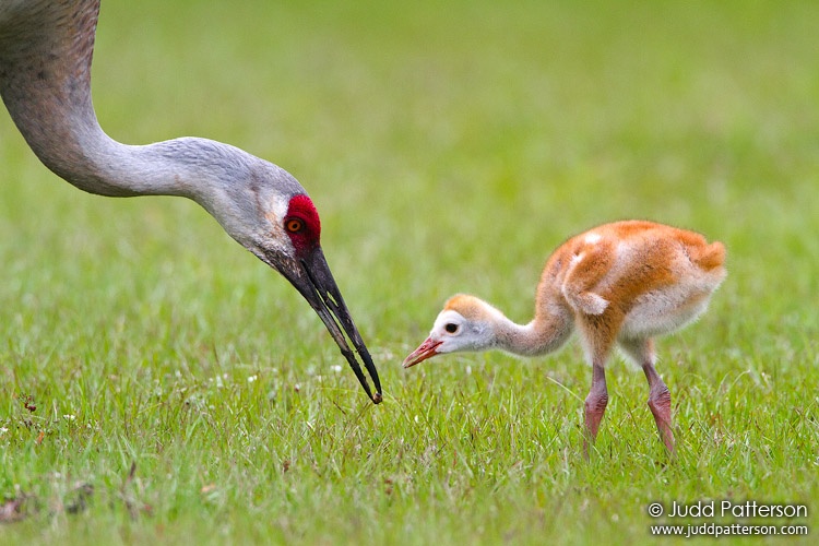 Sandhill Crane, Manatee County, Florida, United States