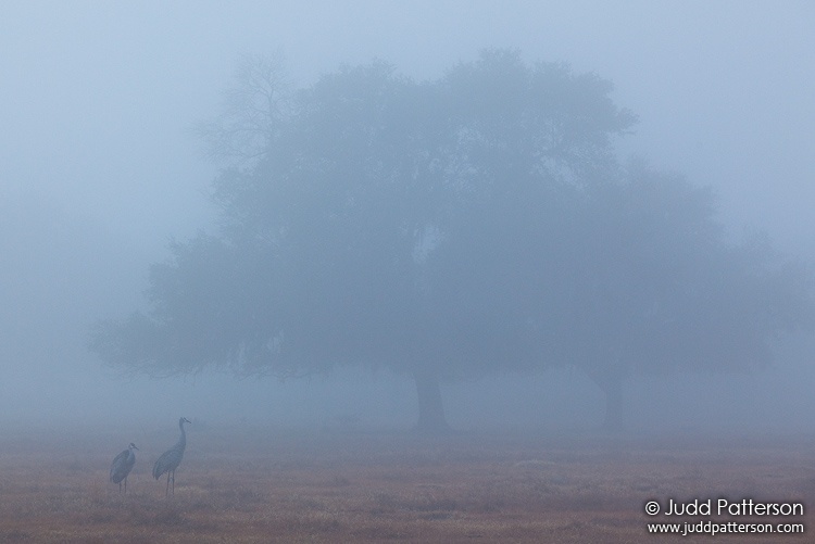 Sandhill Crane, Joe Overstreet Road, Osceola County, Florida, United States