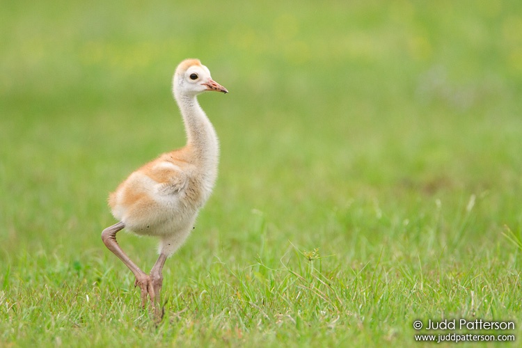 Sandhill Crane, Bradenton, Florida, United States