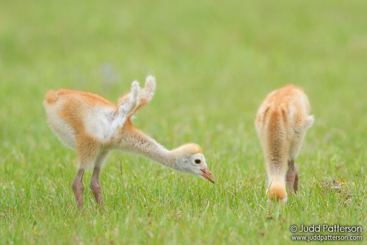 Sandhill Crane, Bradenton, Florida, United States