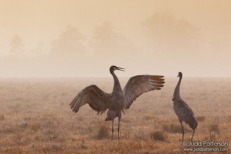 Sandhill Crane, Joe Overstreet Road, Osceola County, Florida, United States