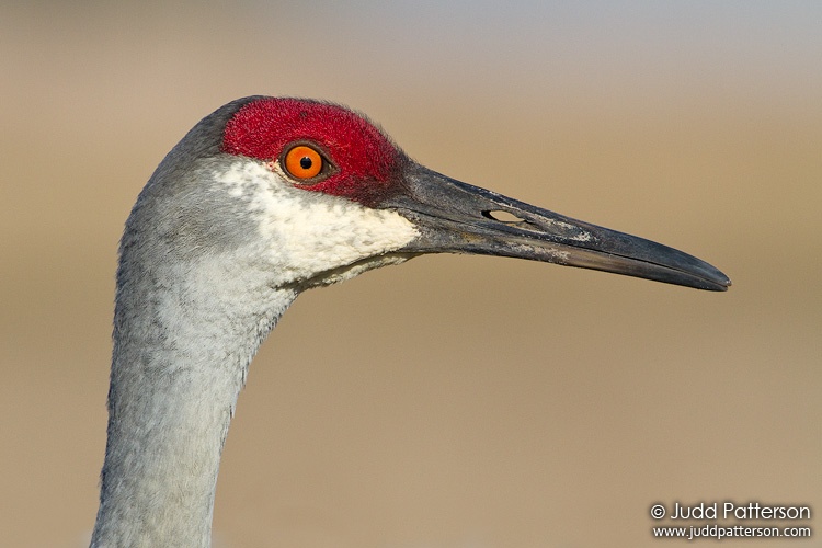 Sandhill Crane, Joe Overstreet Road, Florida, United States