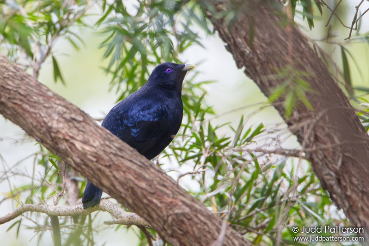 Satin Bowerbird, Wollongong Botanic Garden, New South Wales, Australia
