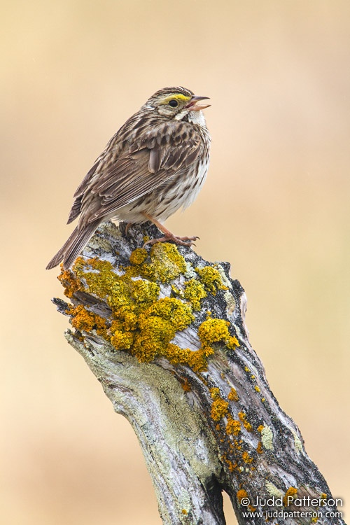Savannah Sparrow, Seward Peninsula, Nome, Alaska, United States