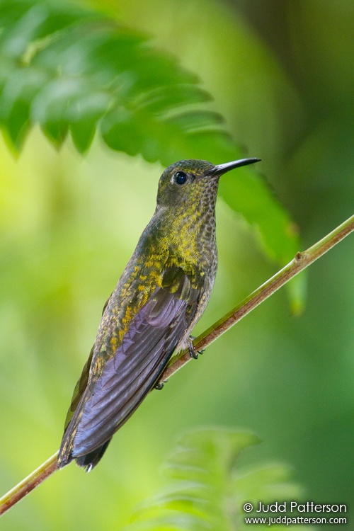 Scaly-breasted Hummingbird, Laguna del Lagarto Lodge, Alajuela, Costa Rica