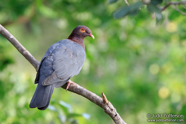 Scaly-naped Pigeon, St. John, U.S. Virgin Islands, United States