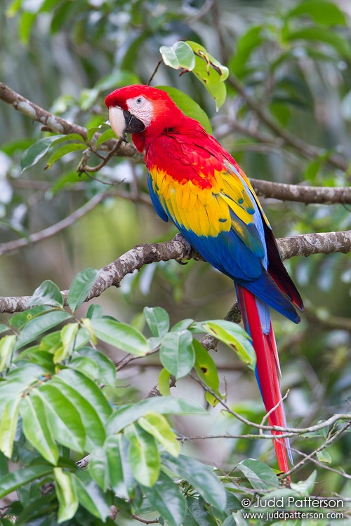 Scarlet Macaw, Heredia, Costa Rica