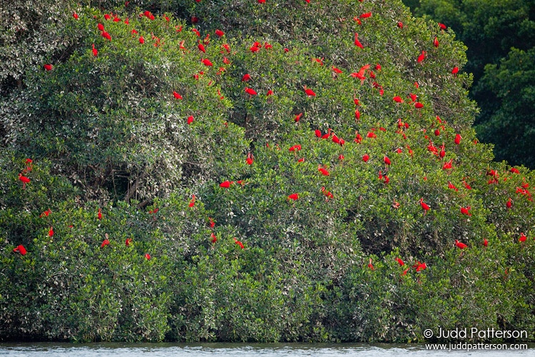 Scarlet Ibis, Caroni Lagoon National Park, Trinidad, Trinidad and Tobago