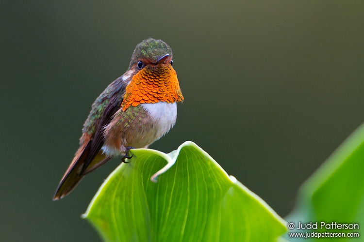 Scintillant Hummingbird, Savegre Mountain Lodge, Cartago, Costa Rica