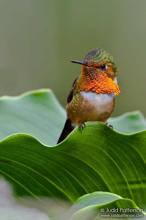 Scintillant Hummingbird, Savegre Mountain Lodge, Cartago, Costa Rica