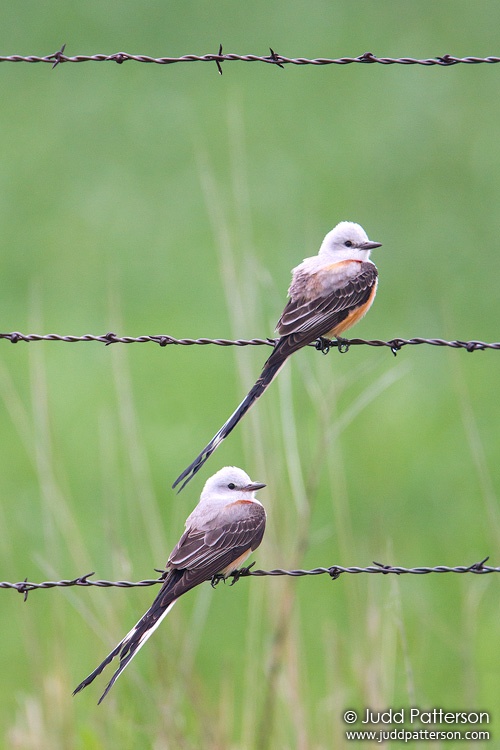 Scissor-tailed Flycatcher, Clay County, Kansas, United States