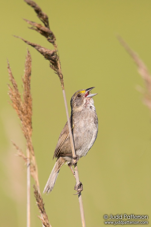 Seaside Sparrow, Cupsogue Beach County Park, Suffolk County, New York, United States