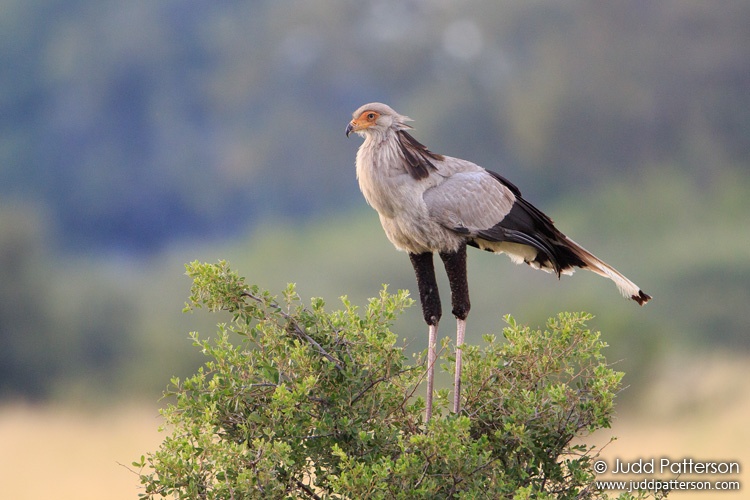 Secretary-bird, Moremi National Park, Botswana