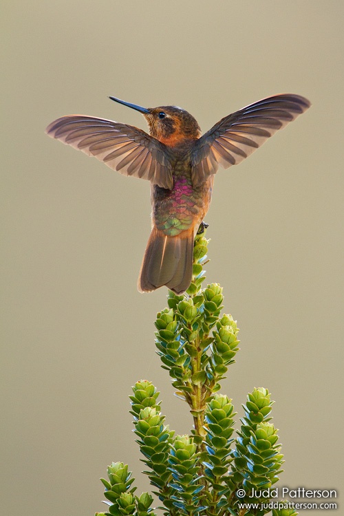 , Cayambe-Coca Ecological Reserve, Ecuador