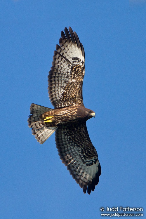 Short-tailed Hawk, Lucky Hammock, Miami-Dade County, Florida, United States