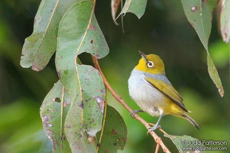 Silver-eye, Kingfisher Park, Queensland, Australia