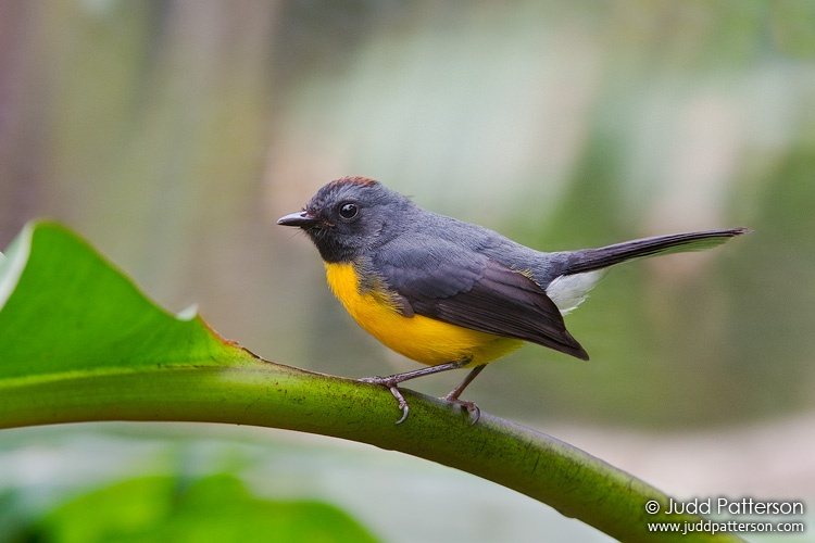 Slate-throated Redstart, La Paz Waterfall Gardens, Alajuela, Costa Rica