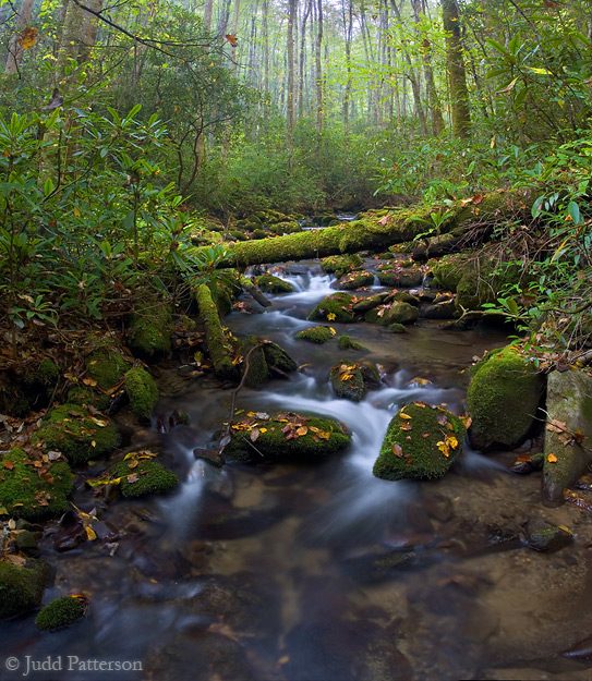 Life in Motion, Great Smoky Mountains National Park, North Carolina, United States
