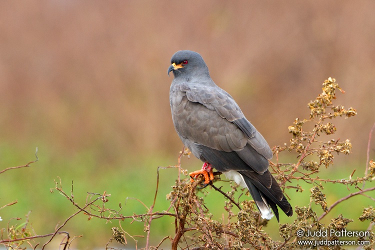 Snail Kite, Lake Tohopekaliga, Florida, United States