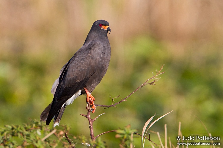 Snail Kite, Lake Kissimmee, Florida, United States