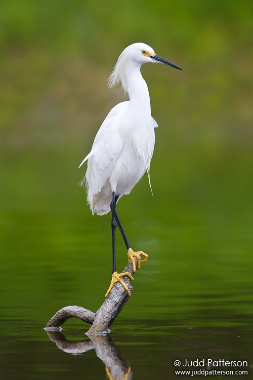 Snowy Egret, Everglades National Park, Florida, United States