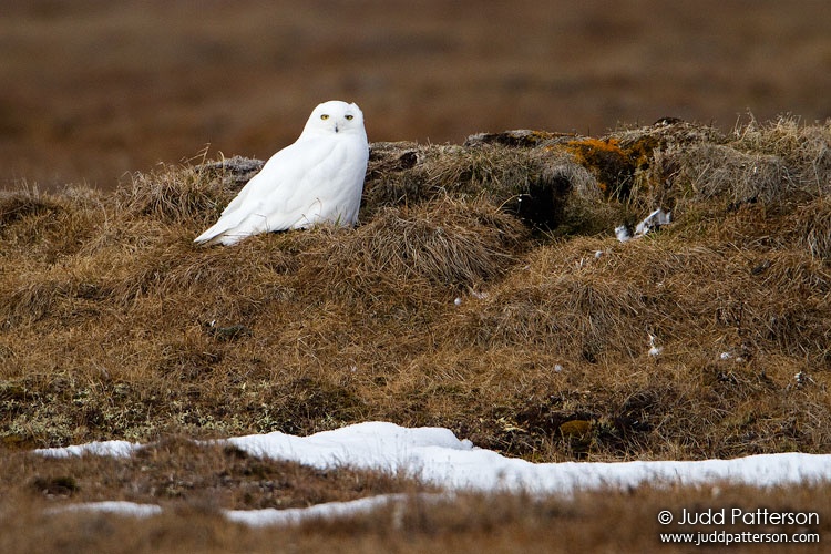 Snowy Owl, Barrow, Alaska, United States
