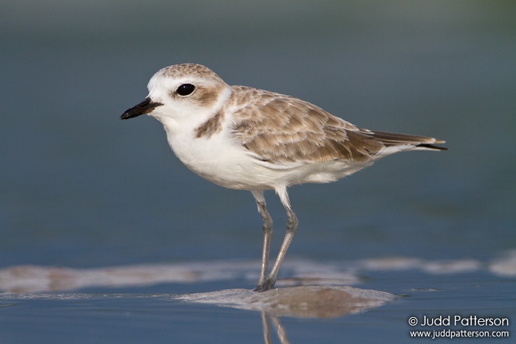 Snowy Plover, Tigertail Beach, Marco Island, Florida, United States