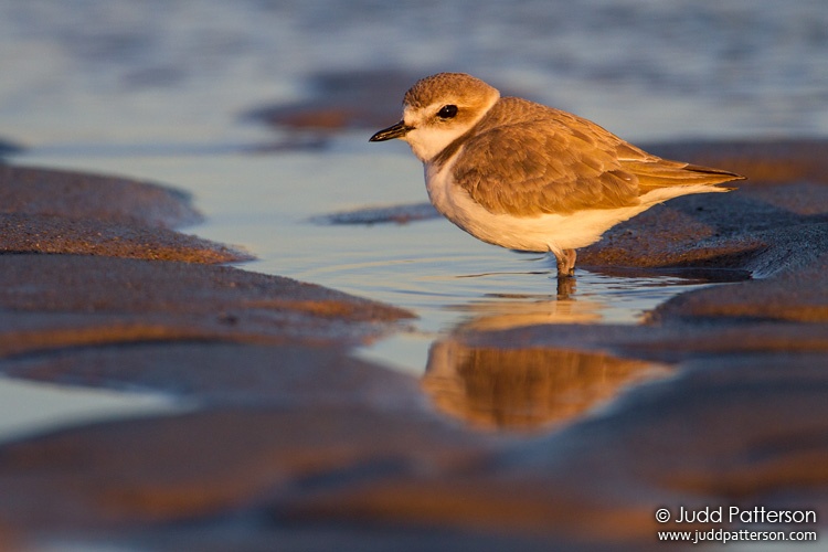 Snowy Plover, Malibu Lagoon, California, United States