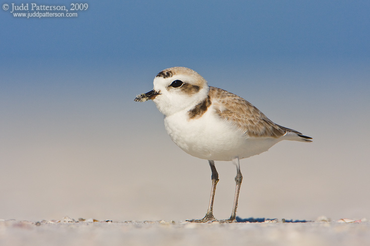 Snowy Plover, Little Estero Lagoon, Florida, United States