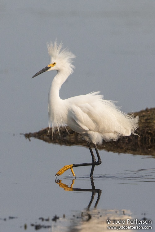 Snowy Egret, Conservation Area 3A South, Miami-Dade, Florida, United States